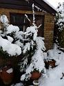 Snow 11 Christmas Tree